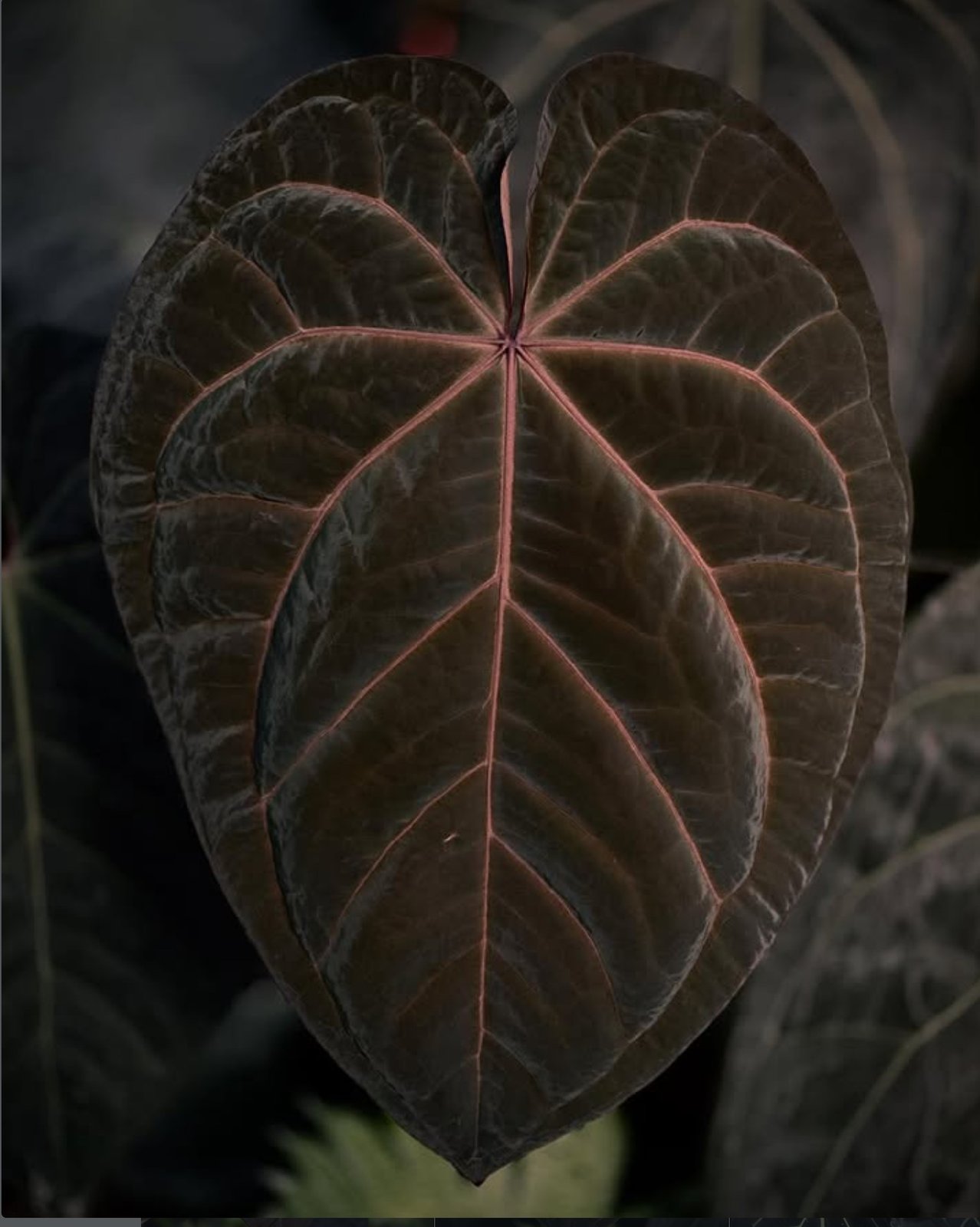 (Ace × Dressleri) × Red Crystal — Understory Oasis photo 1