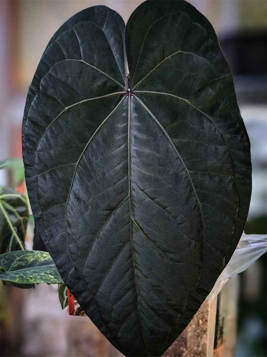 Ace of Spades (Tezula Dark Form) — The Leaf Gallery photo 1