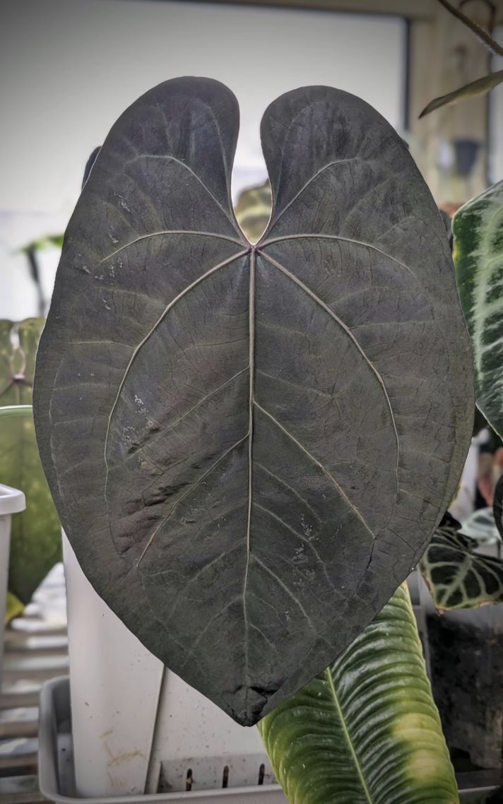 Ace of Spades (Tezula Dark Form) — The Leaf Gallery photo 2
