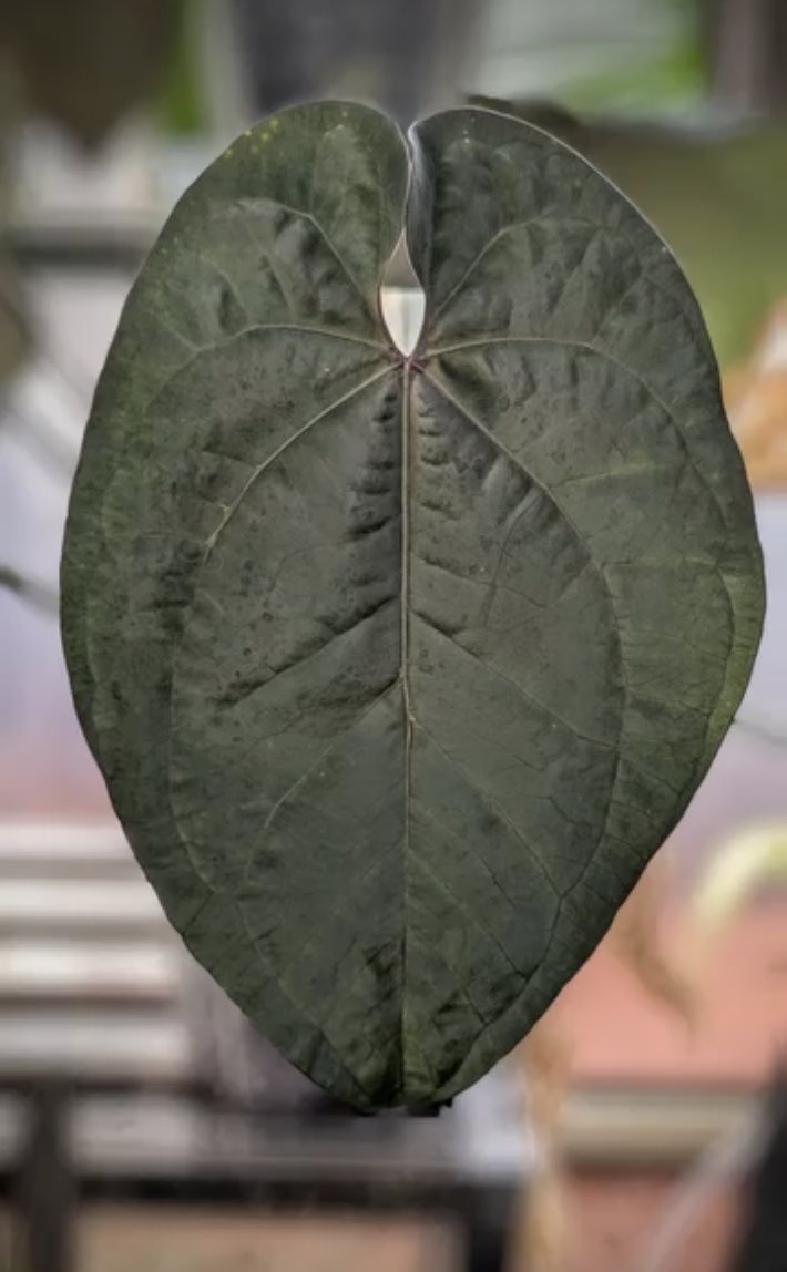 Ace of Spades (Tezula Dark Form) — The Leaf Gallery photo 3