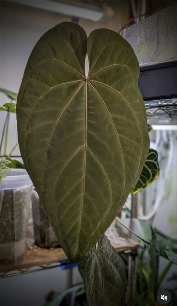 Ace of Spades (Tezula Dark Form) — The Leaf Gallery photo 4