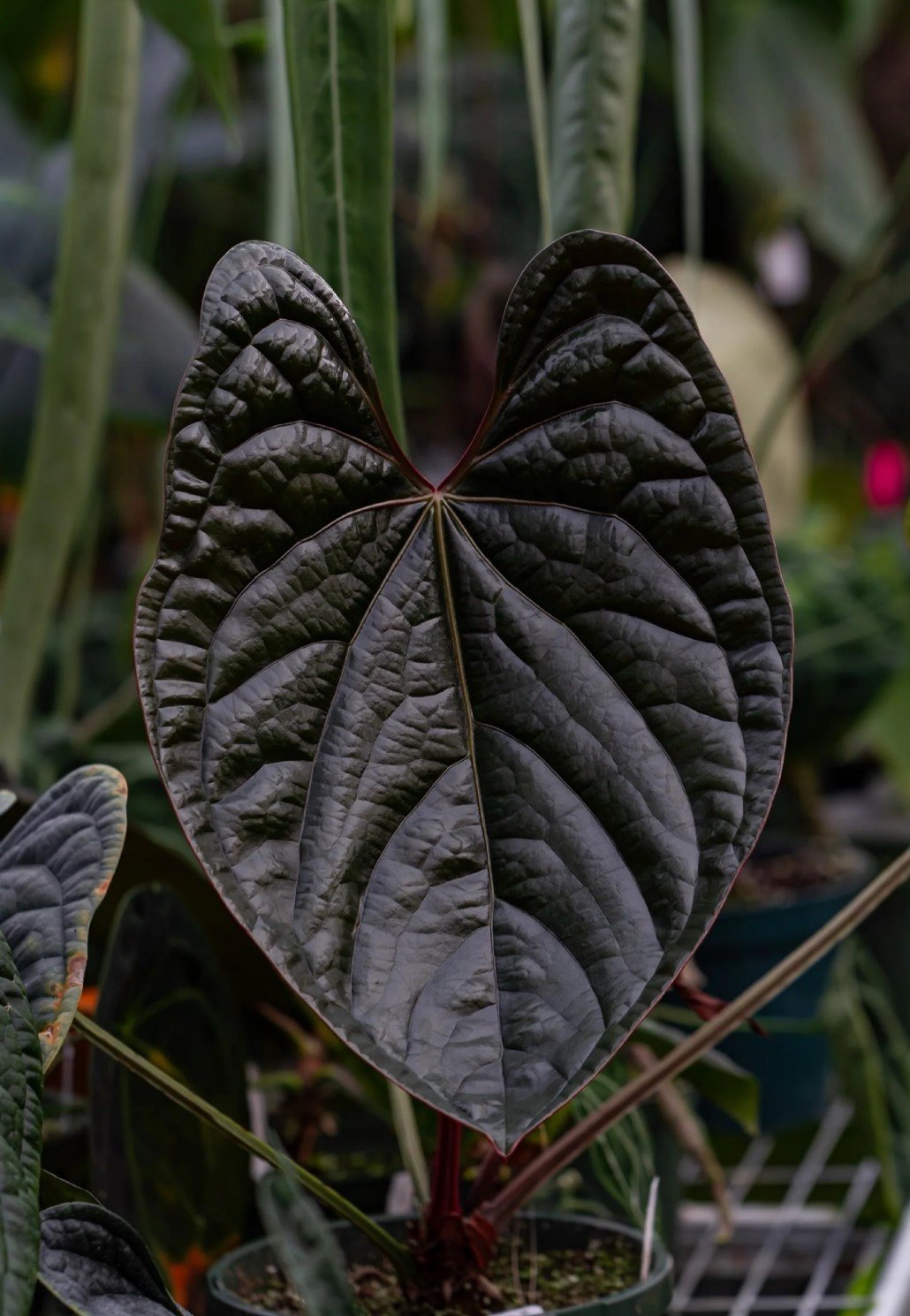 Ace of Spades × Luxurians — WuHoo Tropicals photo 1