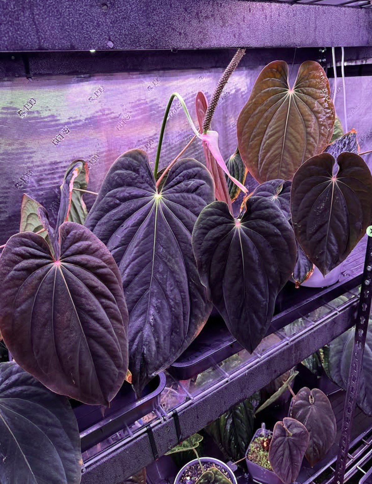 Anthurium antolakii (BVEP) — Granthuriums photo 1