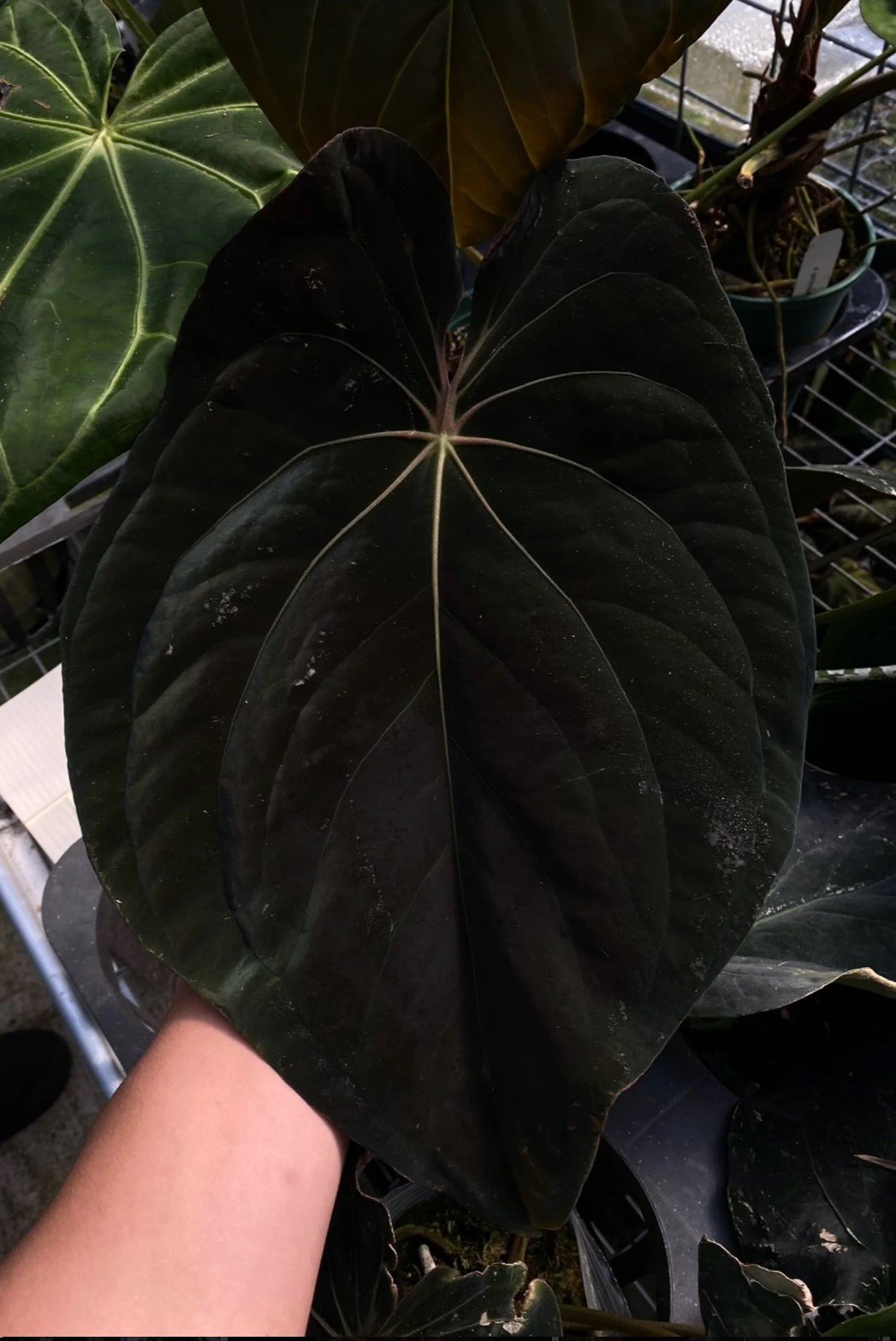 BVEP Oliver — WuHoo Tropicals photo 1