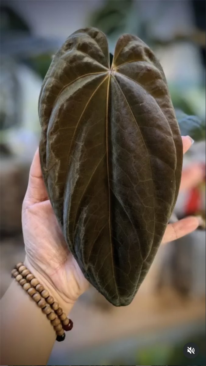Anthurium antolakii — The Leaf Gallery photo 1