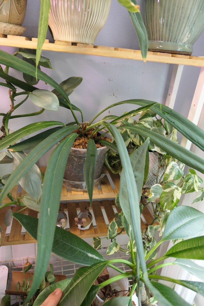 Anthurium bakeri — community sample photo 1