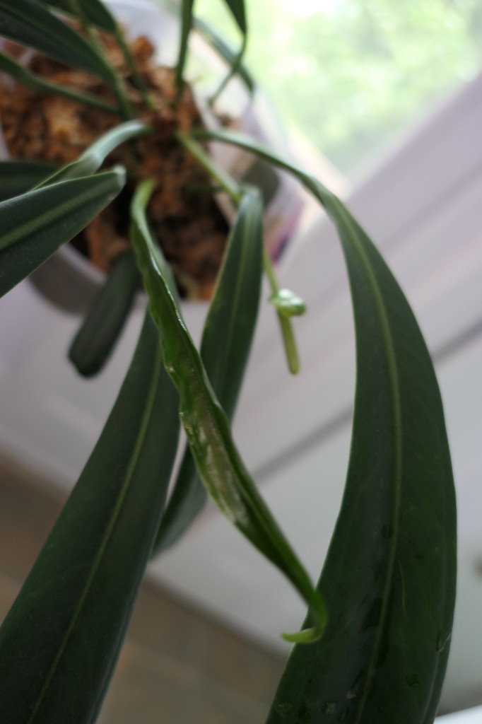 Anthurium bakeri — community sample photo 2