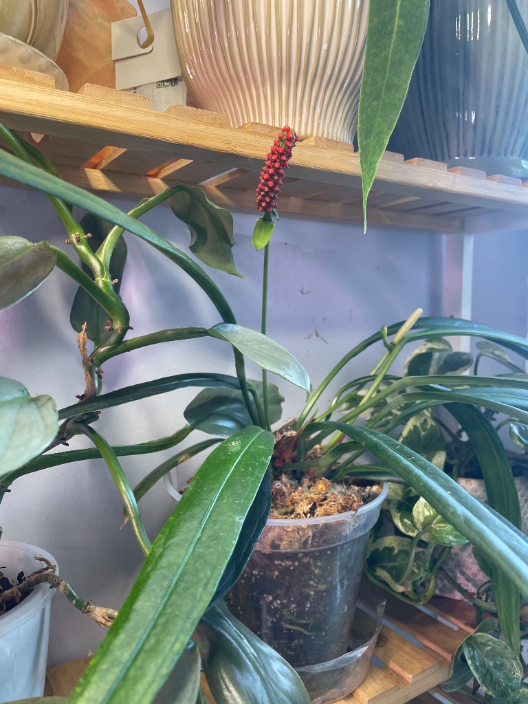 Anthurium bakeri — community sample photo 3