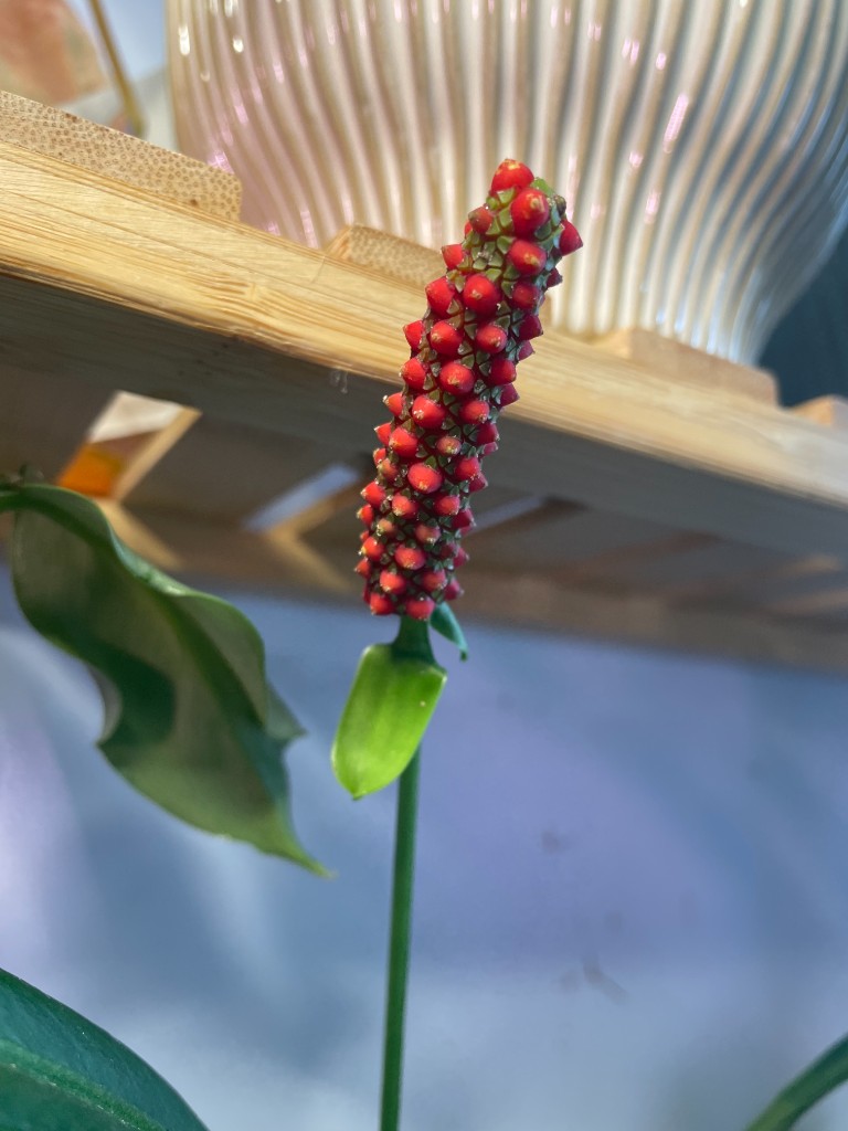 Anthurium bakeri — community sample photo 4