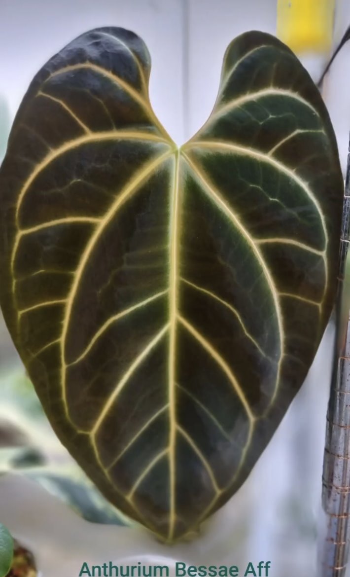 Anthurium besseae aff. — The Leaf Gallery photo 2