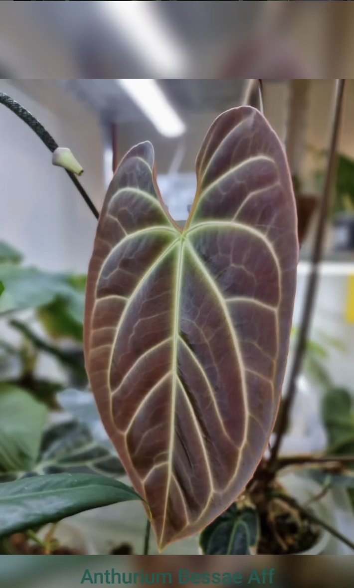 Anthurium besseae aff. — The Leaf Gallery photo 3