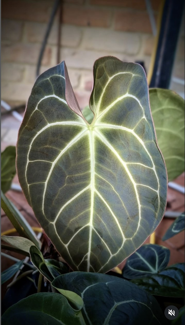 Anthurium besseae aff. — The Leaf Gallery photo 4