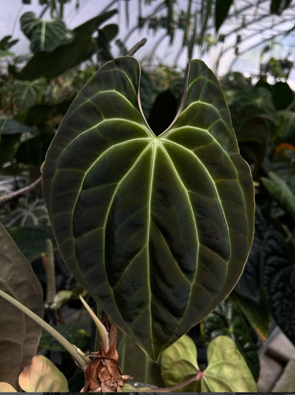 Anthurium besseae aff. — WuHoo Tropicals photo 1