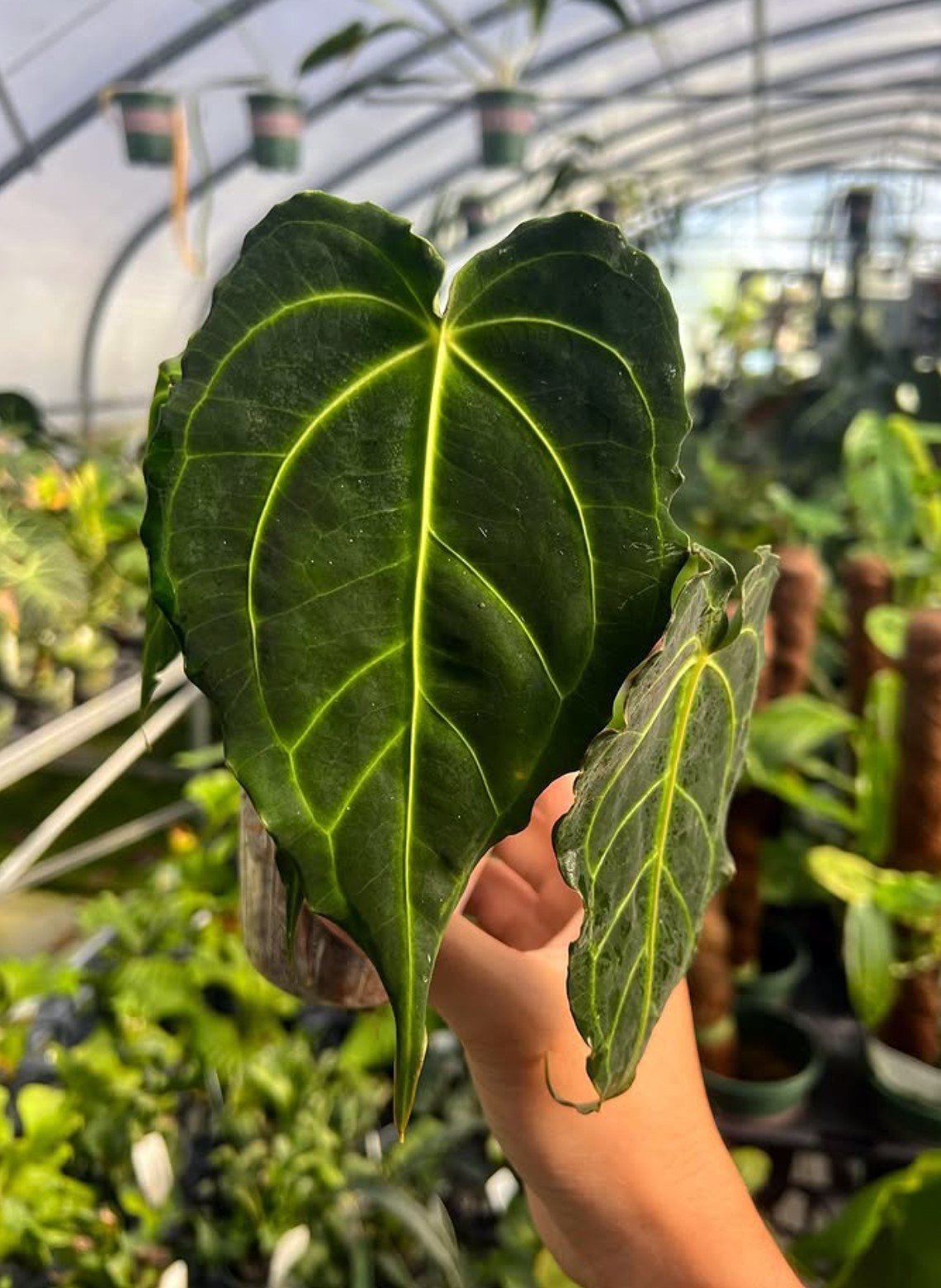 Anthurium besseae — WuHoo Tropicals photo 1
