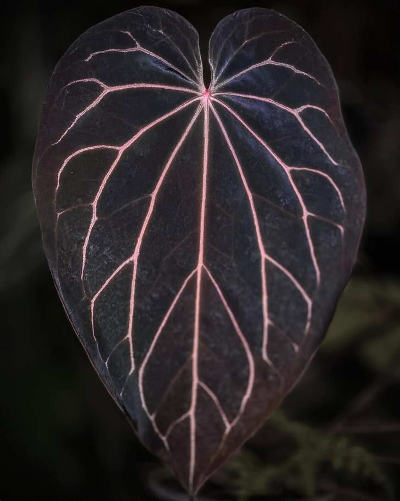 Black Widow × Michelle — Understory Oasis photo 2
