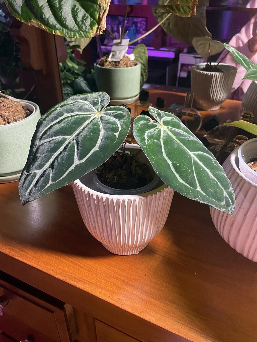 Anthurium carlablackiae — community sample photo 2