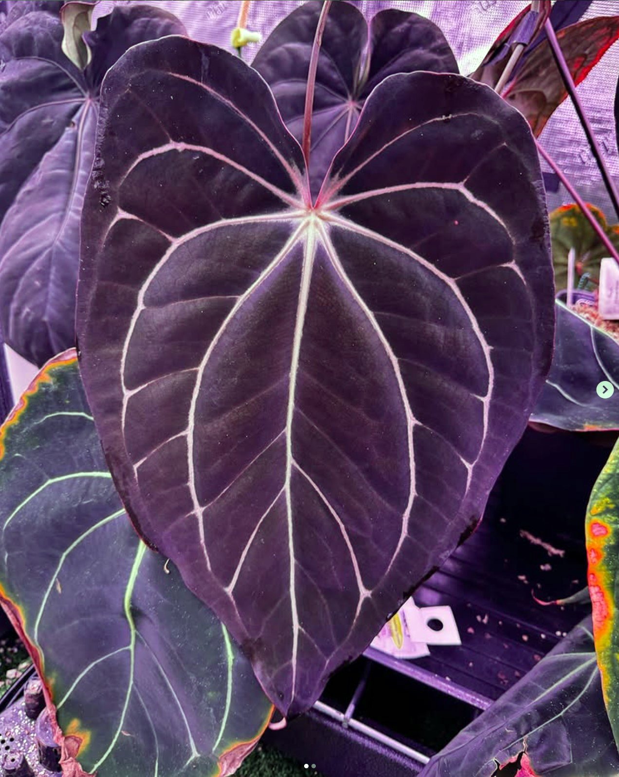 Carlablackiae Amanda — Granthuriums photo 1