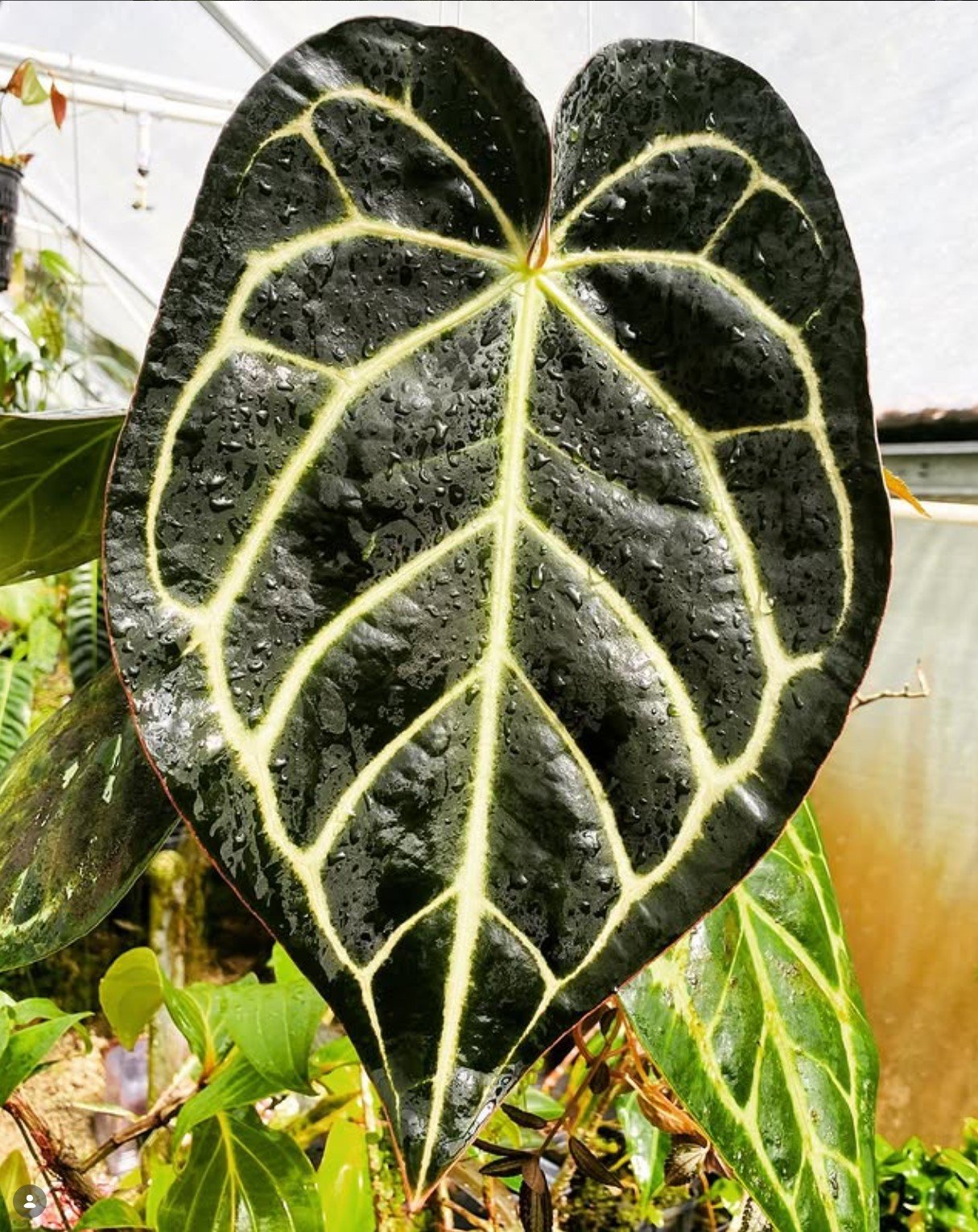 Anthurium carlablackiae — NSE Tropicals photo 1