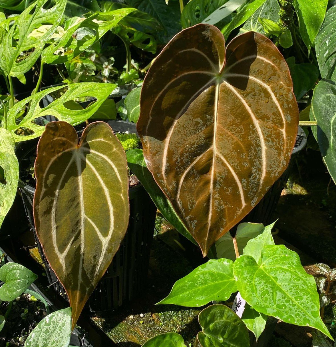 Anthurium carlablackiae — NSE Tropicals photo 2