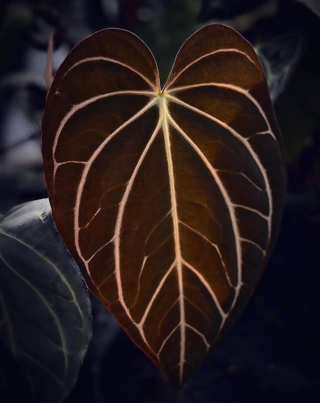 Carlablackiae PM1 — Understory Oasis photo 2