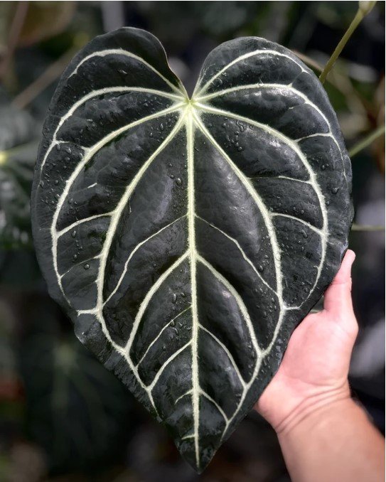 Carlablackiae PM2 — Understory Oasis photo 1
