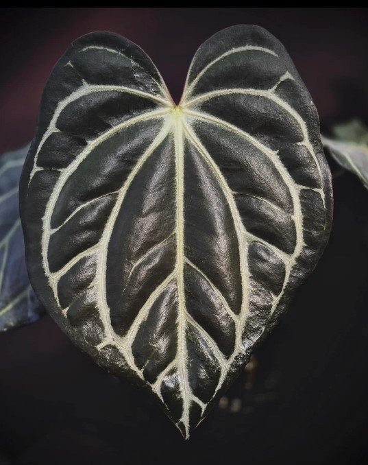 Carlablackiae PM4 — Understory Oasis photo 1