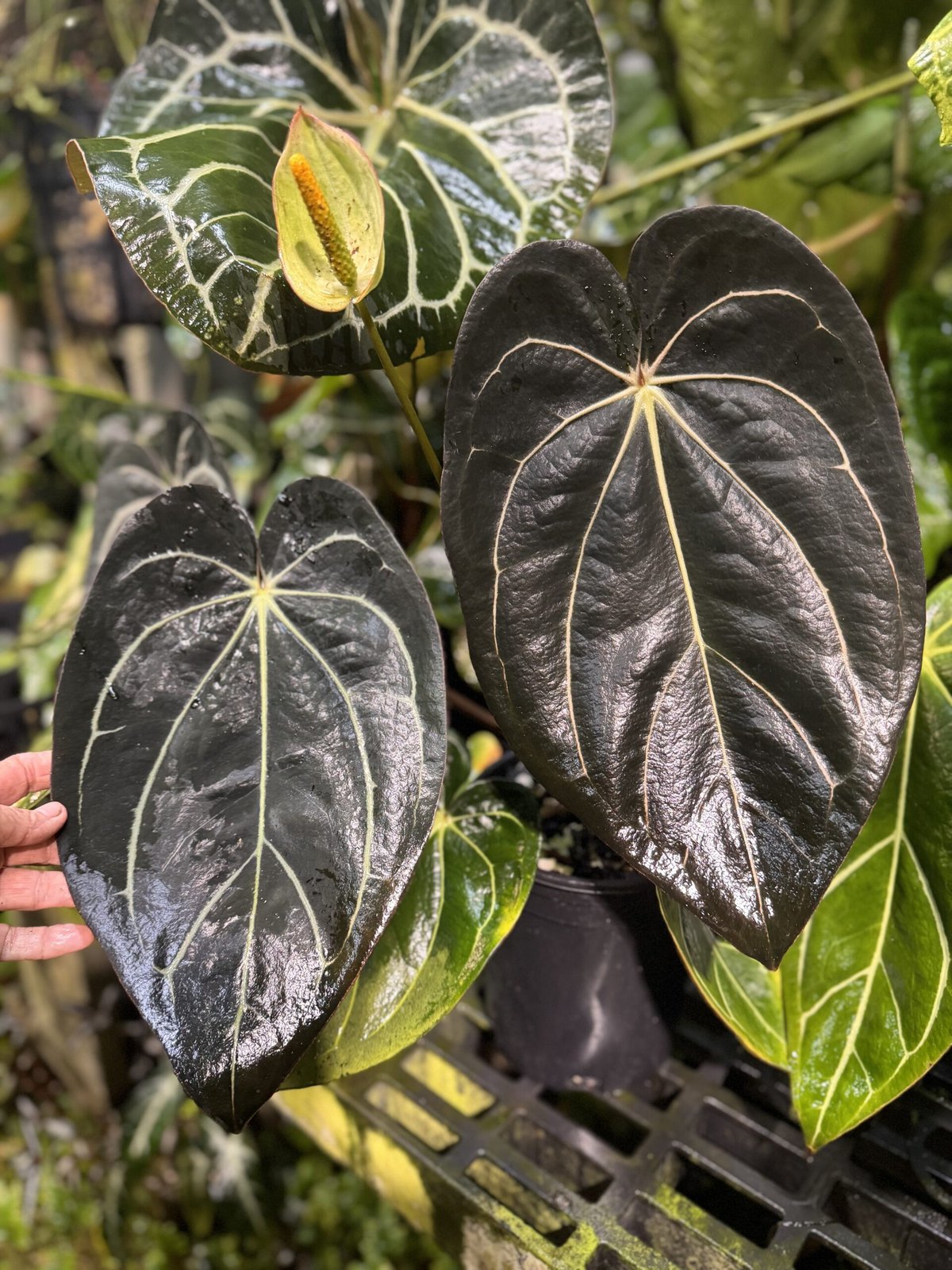 Carlablackiae RA — NSE Tropicals photo 1