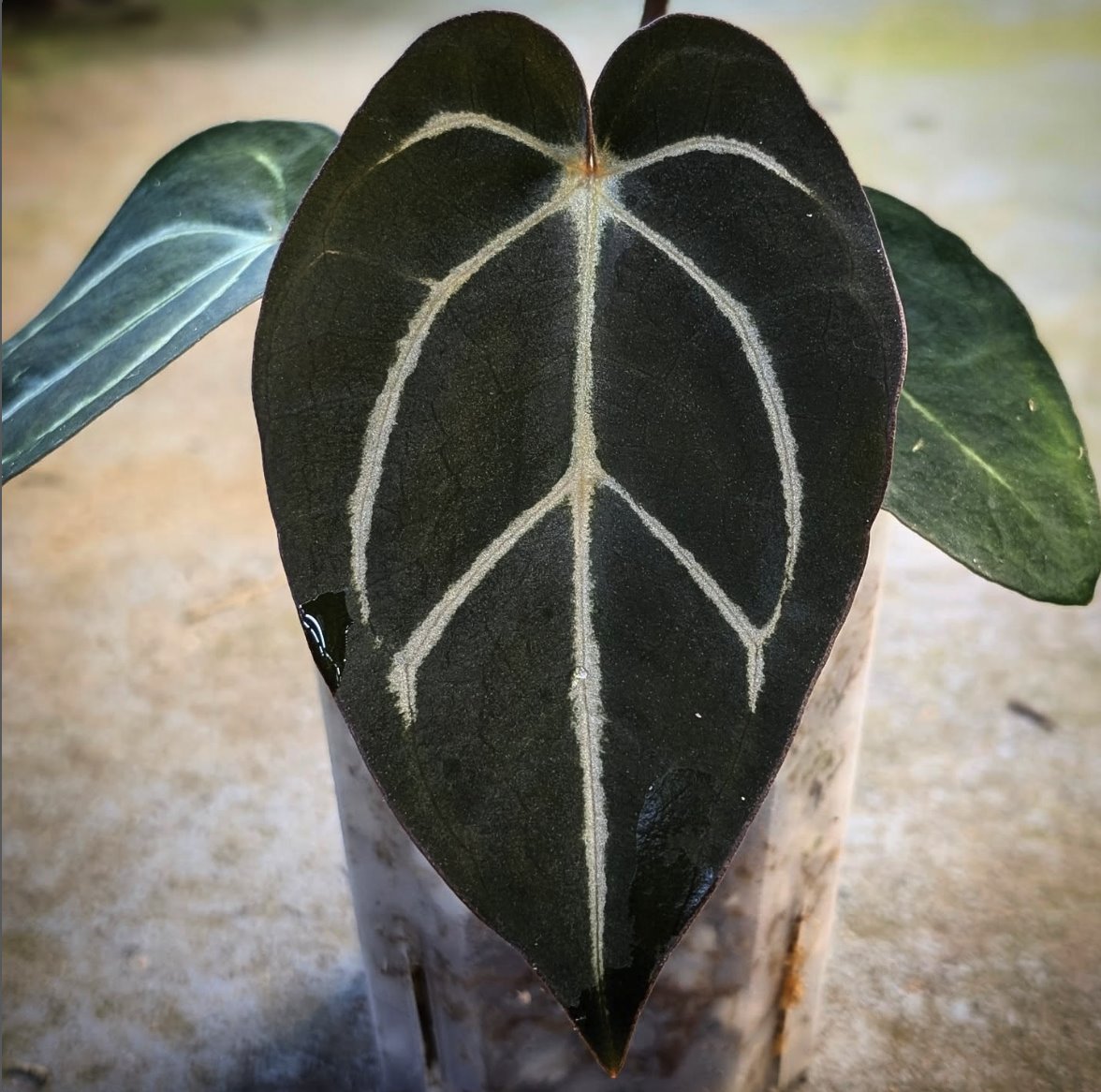 Anthurium carlablackiae — The Leaf Gallery photo 1