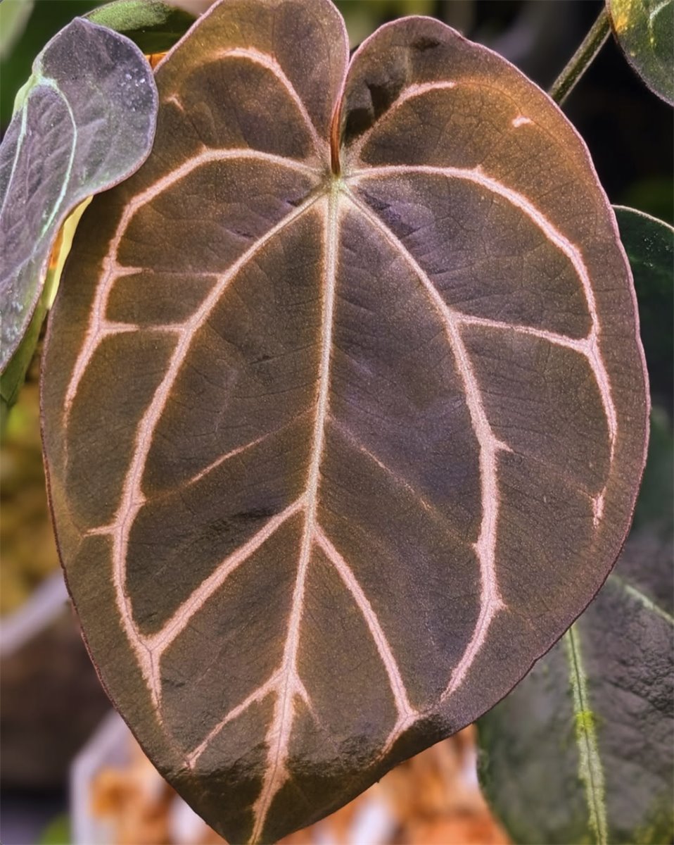 Anthurium carlablackiae — The Leaf Gallery photo 2