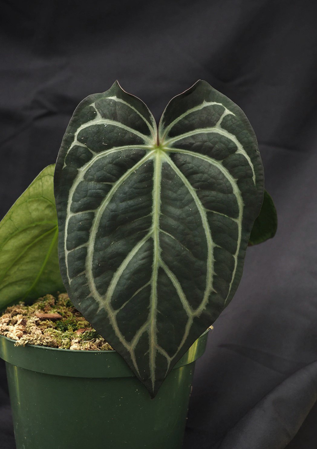 Carlablackiae Wu1 — WuHoo Tropicals photo 1
