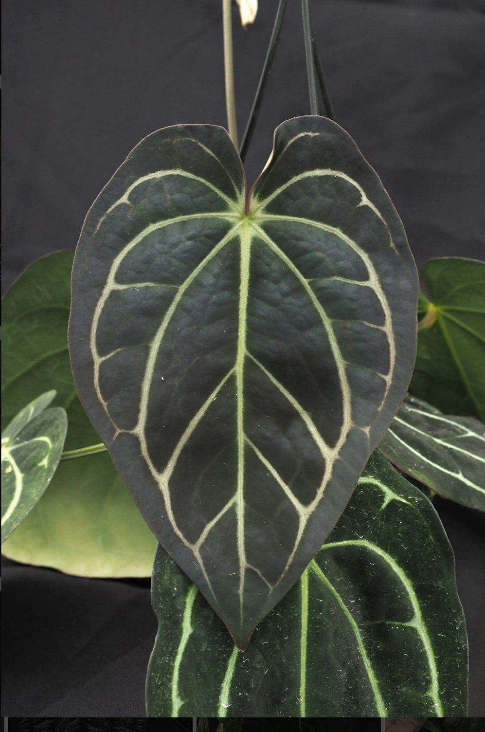 Carlablackiae Wu2 — WuHoo Tropicals photo 1