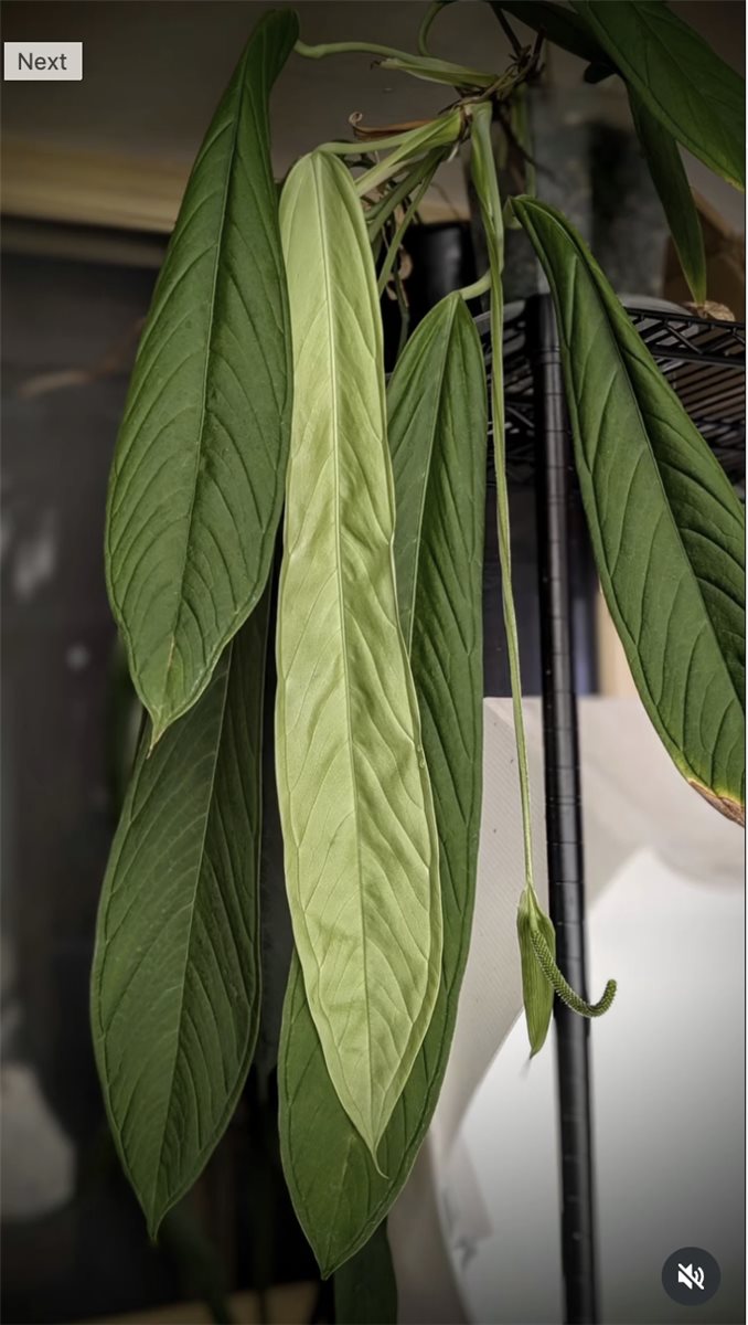 Anthurium ceronii — The Leaf Gallery photo 1