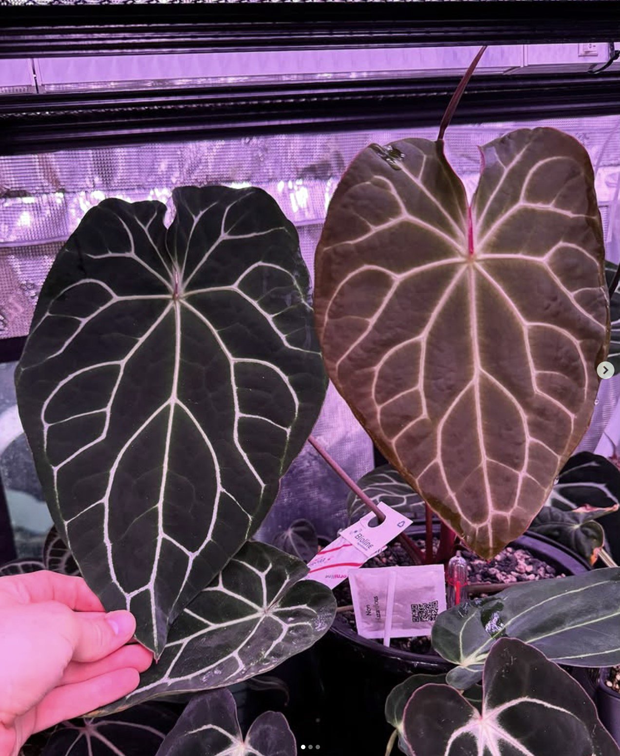 Chocolate Crystallinum — Granthuriums photo 1