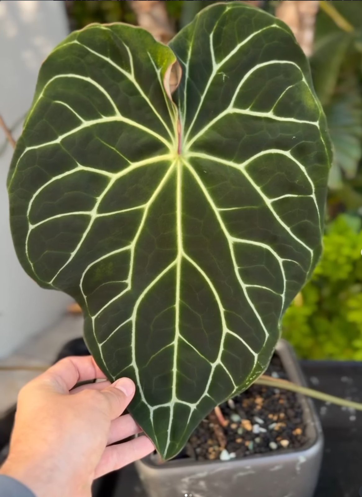 Chocolate Crystallinum — Granthuriums photo 2