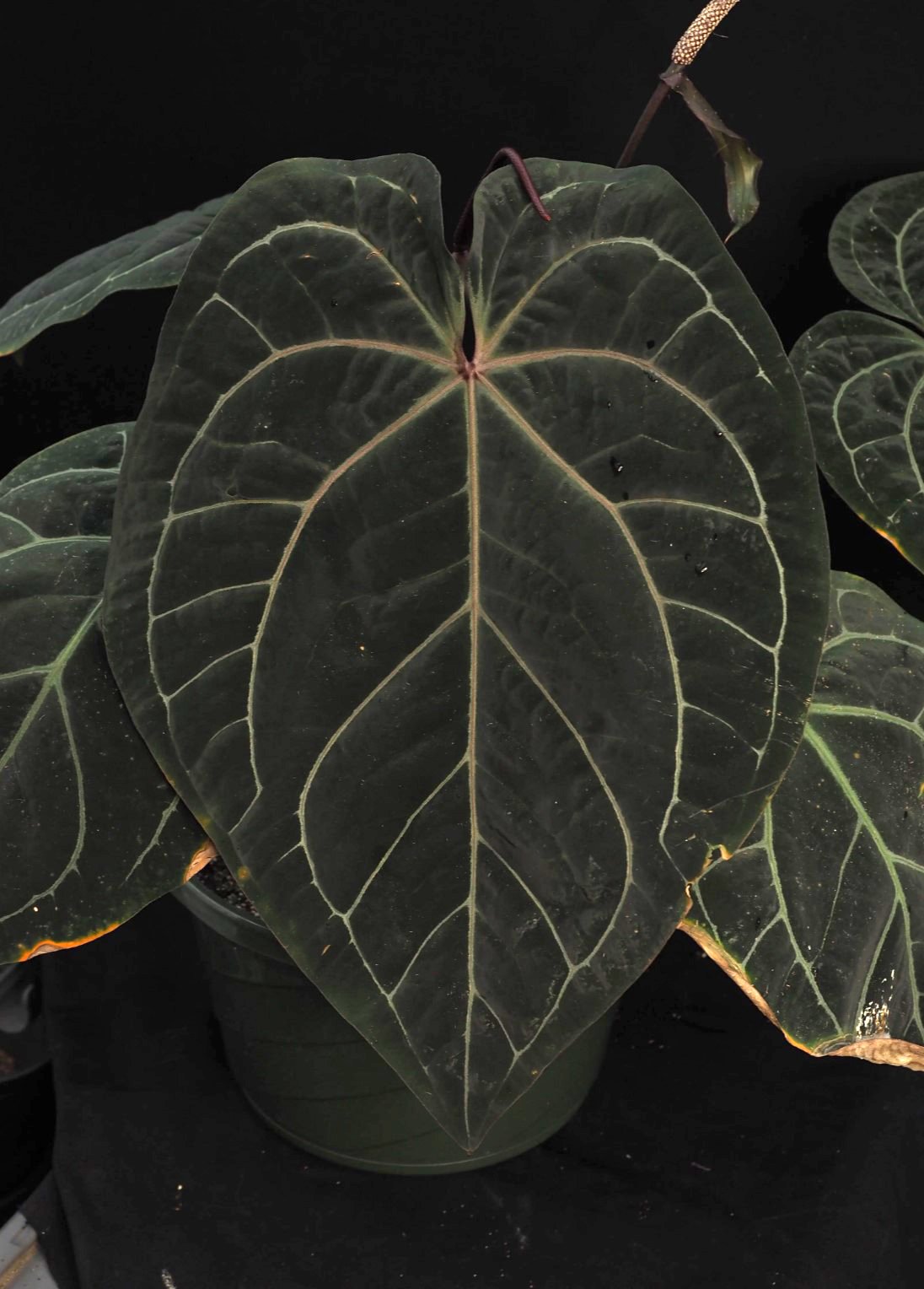 Chocolate Crystallinum Wu1 — WuHoo Tropicals photo 1