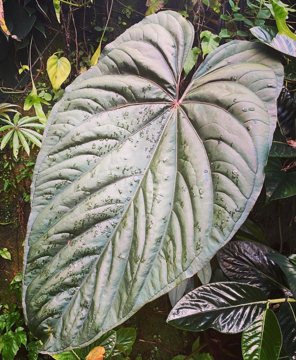 Circus Peanuts — NSE Tropicals photo 1