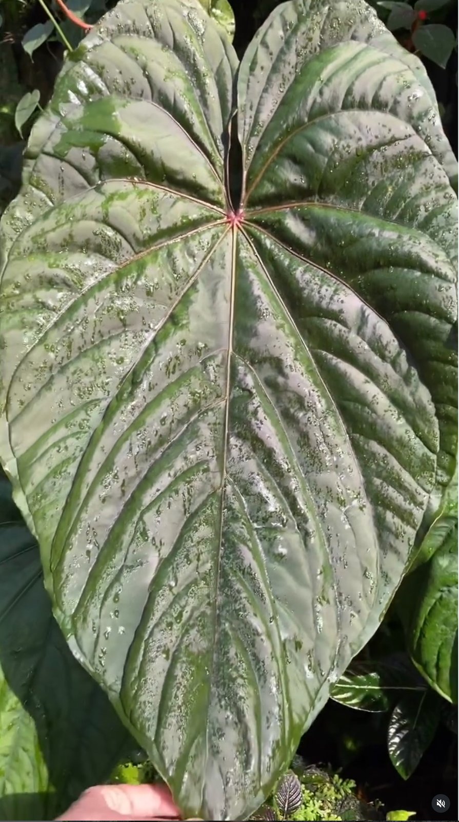 Circus Peanuts — NSE Tropicals photo 2