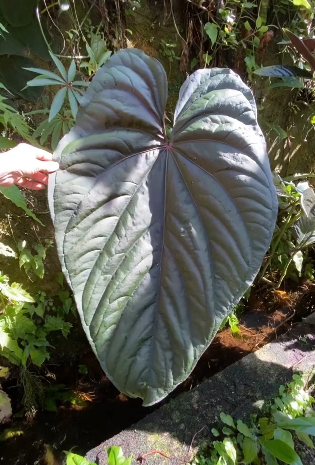 Circus Peanuts — NSE Tropicals photo 3