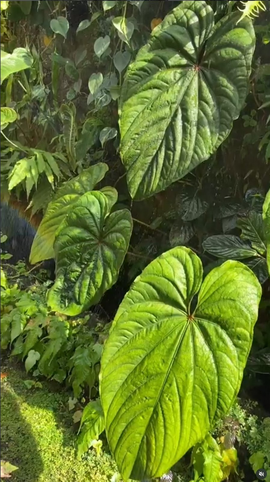 Circus Peanuts — NSE Tropicals photo 4