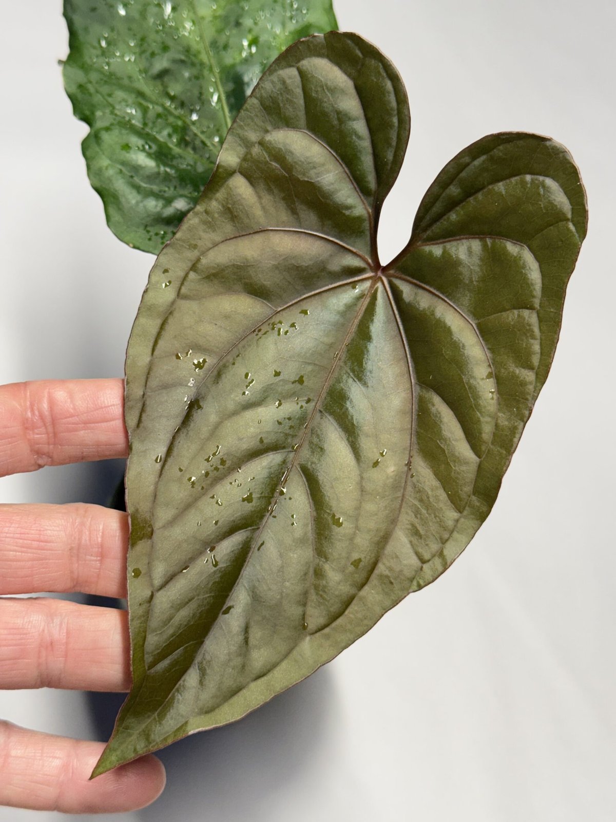Circus Peanuts — NSE Tropicals photo 5
