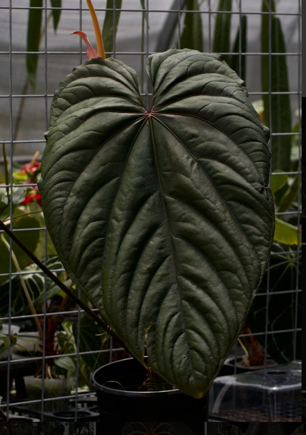 Circus Peanuts — WuHoo Tropicals photo 1