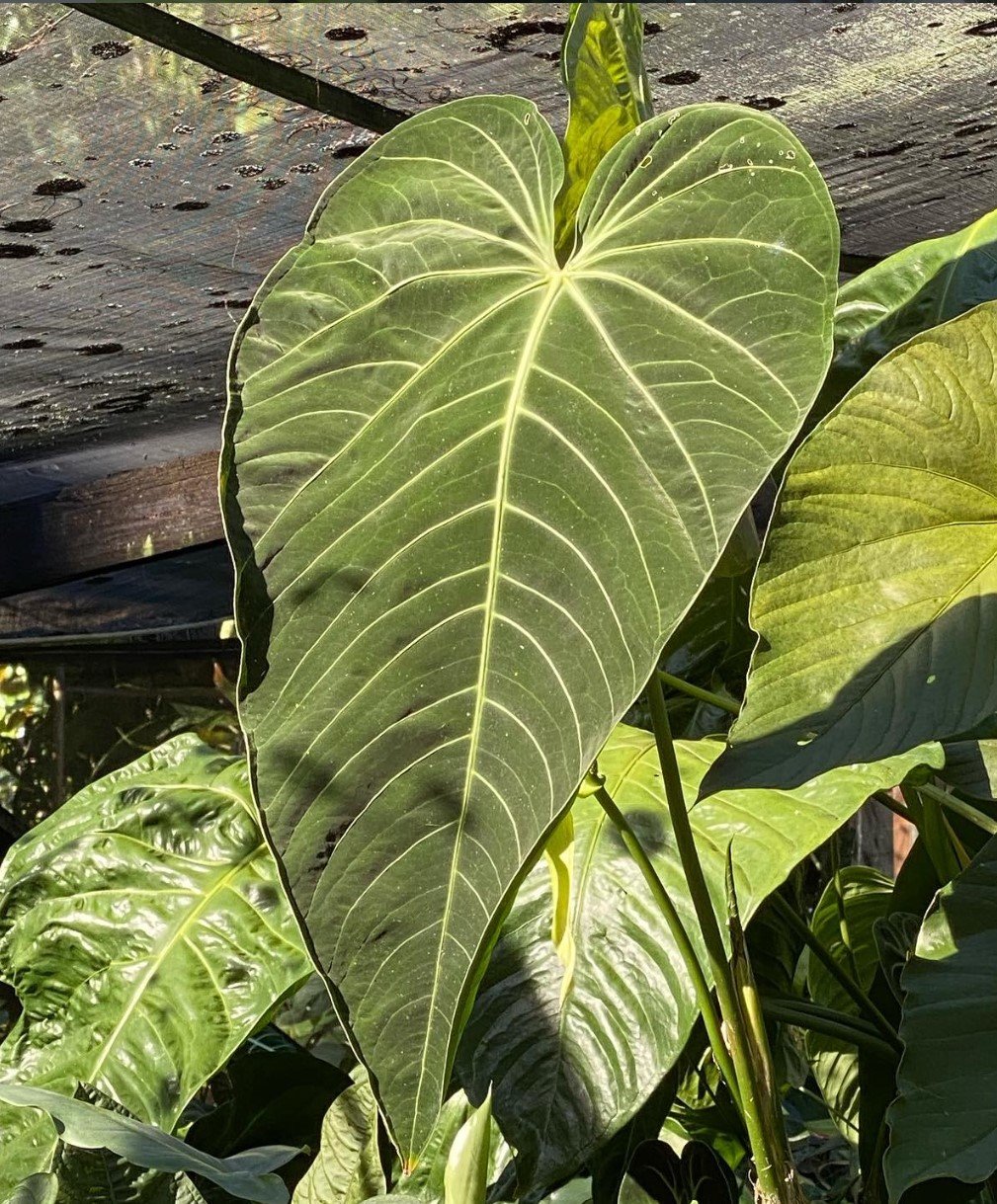 Anthurium cirinoi — NSE Tropicals photo 1