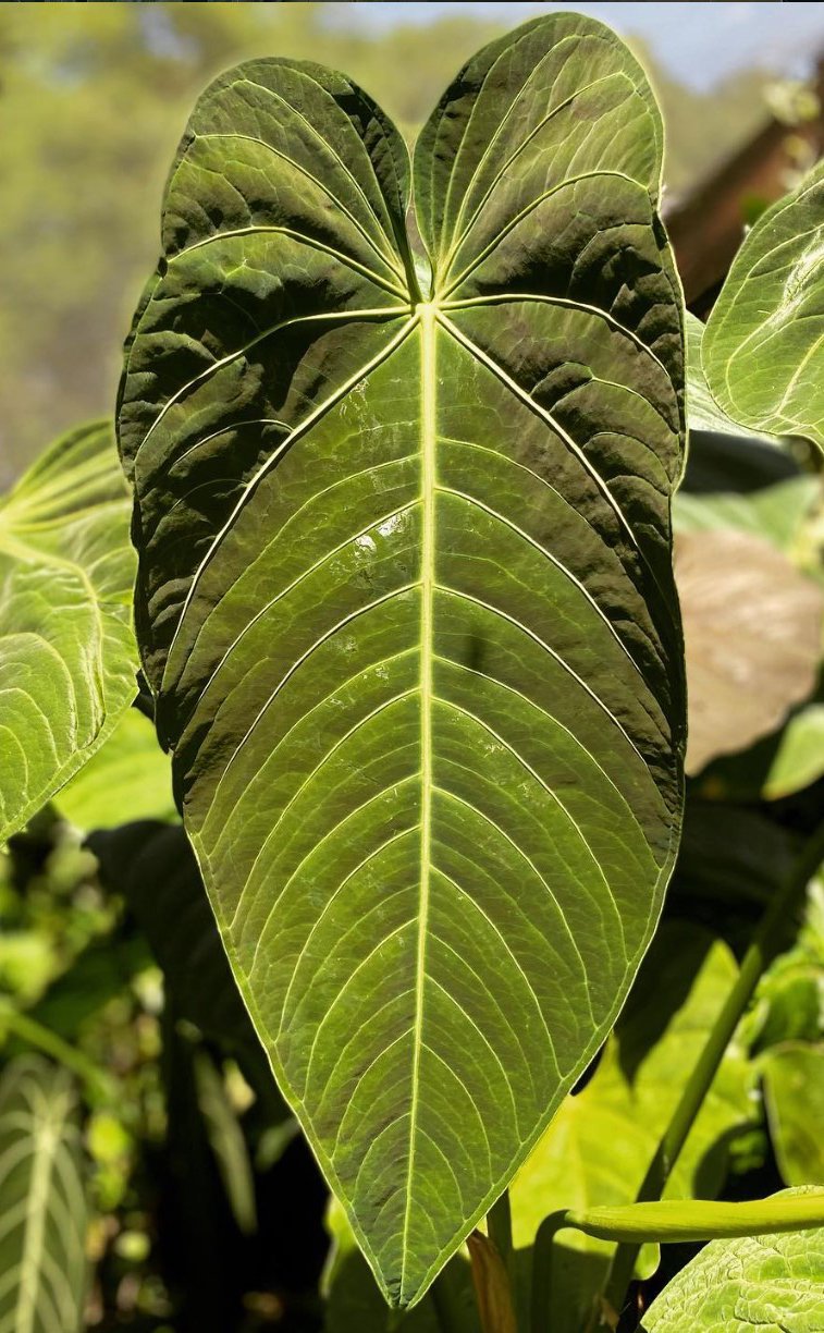 Anthurium cirinoi — NSE Tropicals photo 2