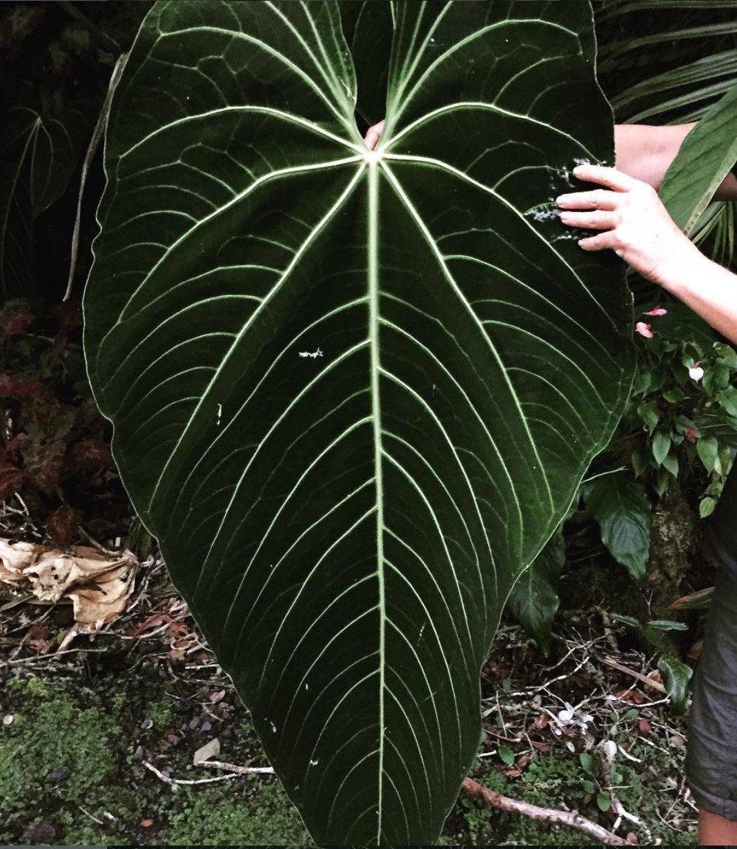 Anthurium cirinoi — NSE Tropicals photo 3