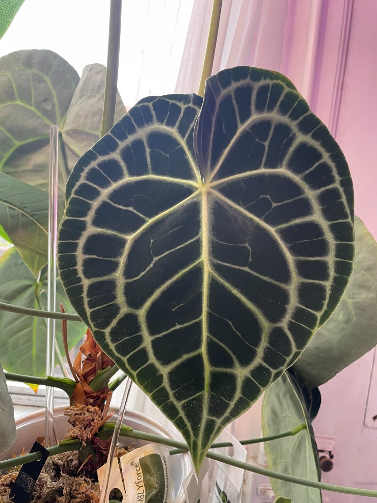 Anthurium clarinervium — sample photo 1
