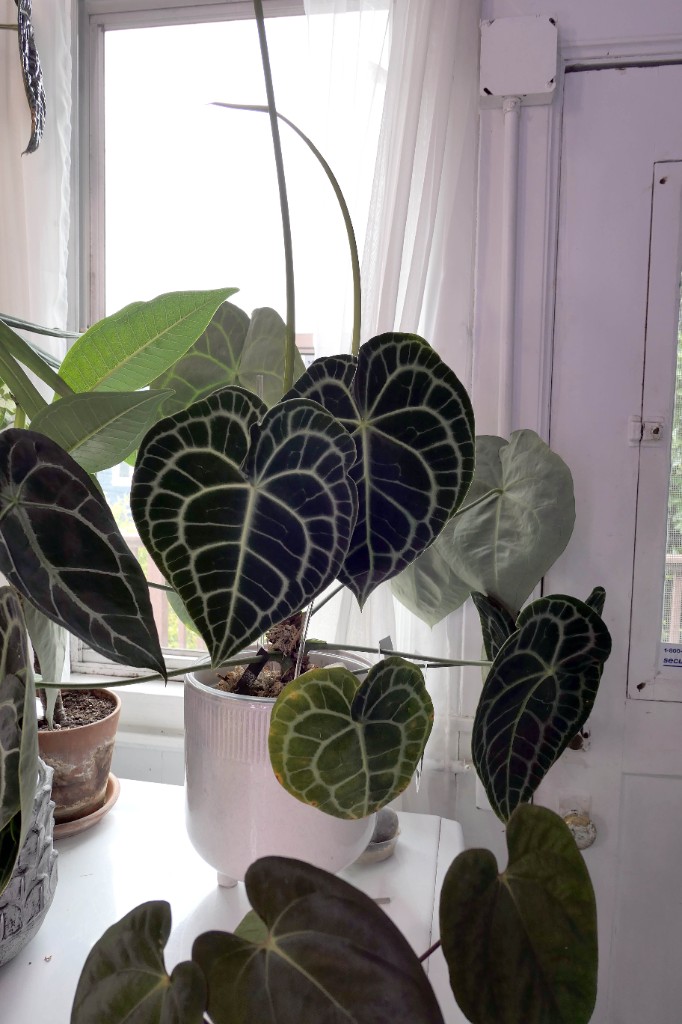 Anthurium clarinervium — sample photo 2