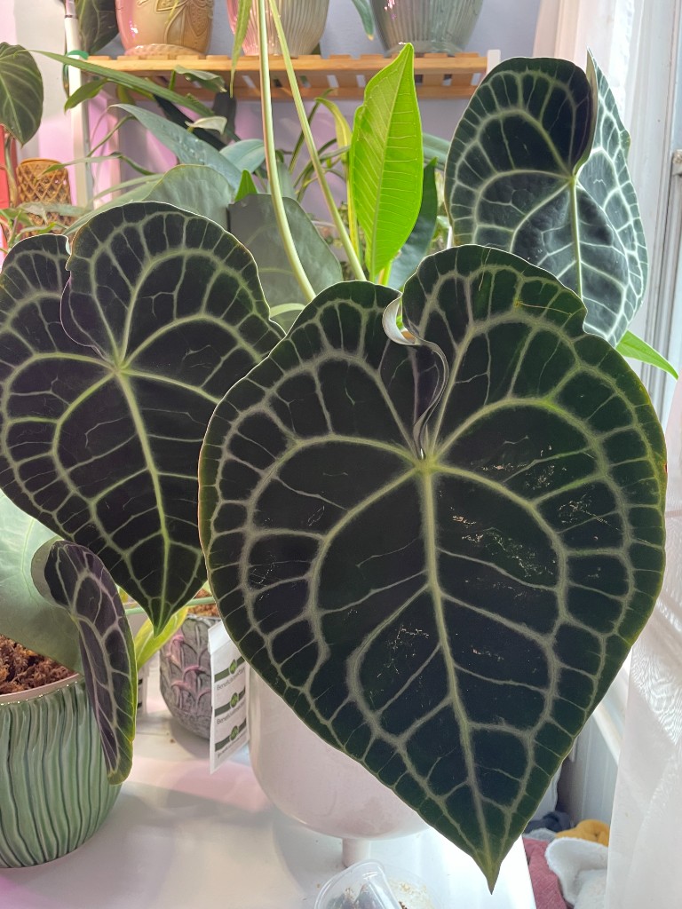 Anthurium clarinervium — sample photo 3