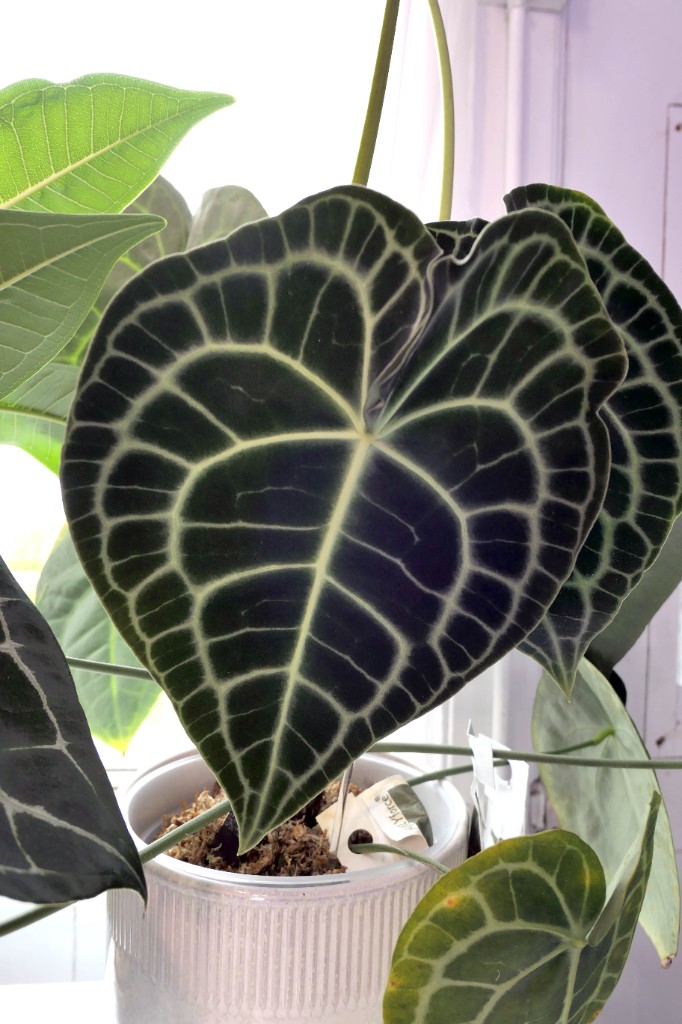 Anthurium clarinervium — sample photo 4