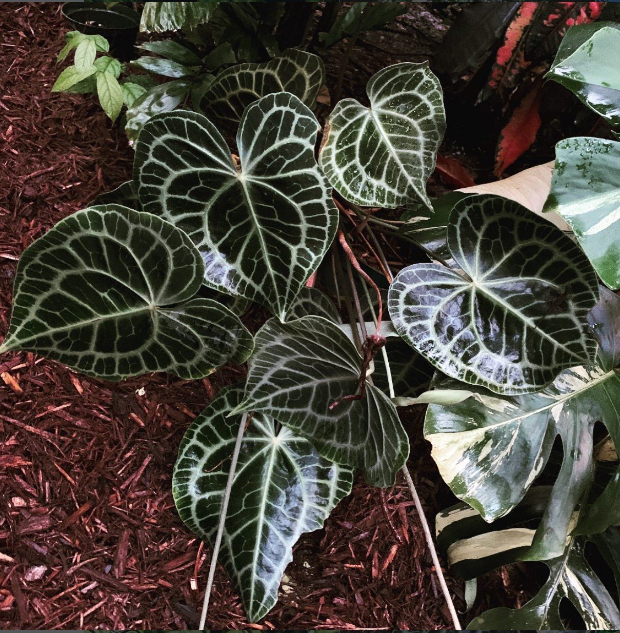 Anthurium clarinervium — NSE Tropicals photo 1