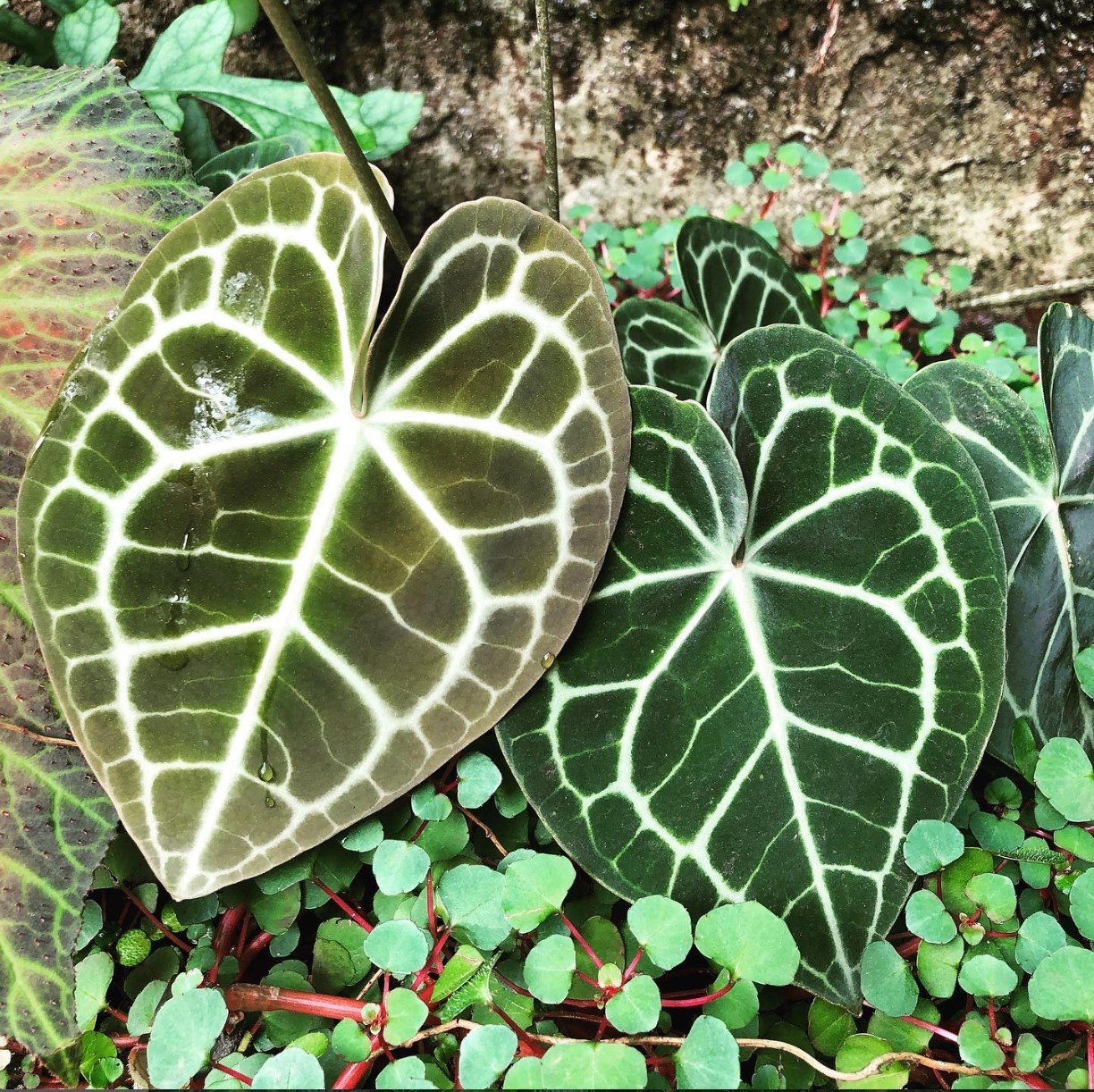 Anthurium clarinervium — NSE Tropicals photo 2